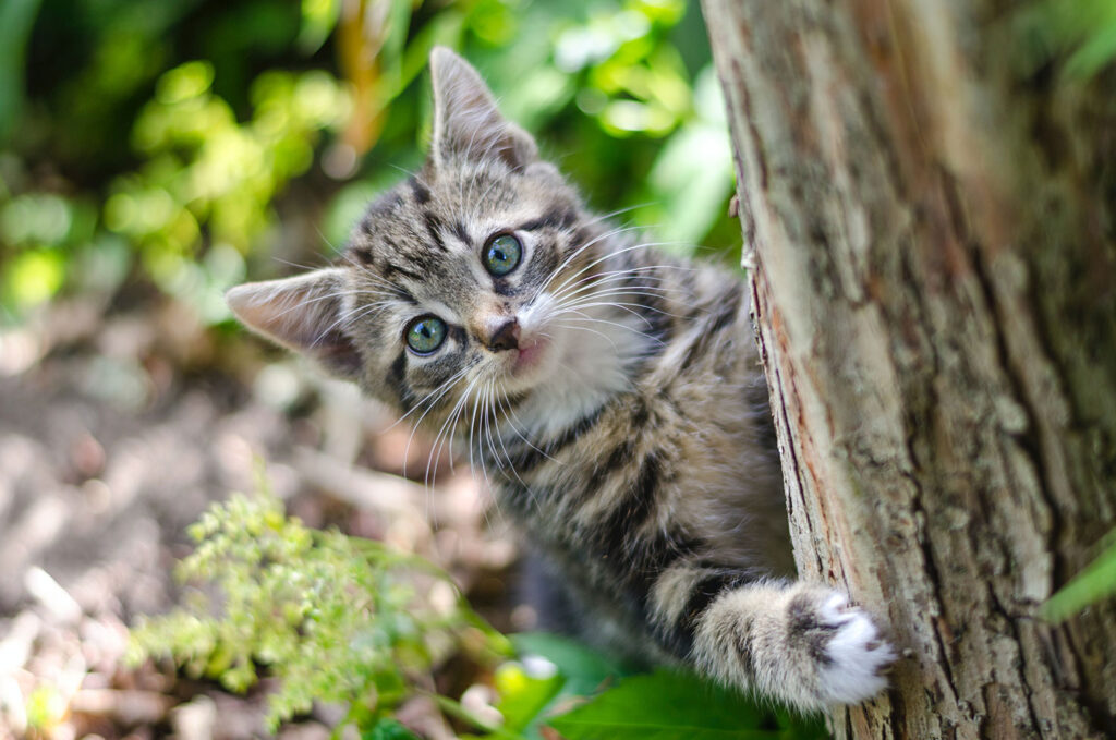 a beautiful cat climbing a tree which is similar to the experience of cat wall climbers like Kiwi's Climber