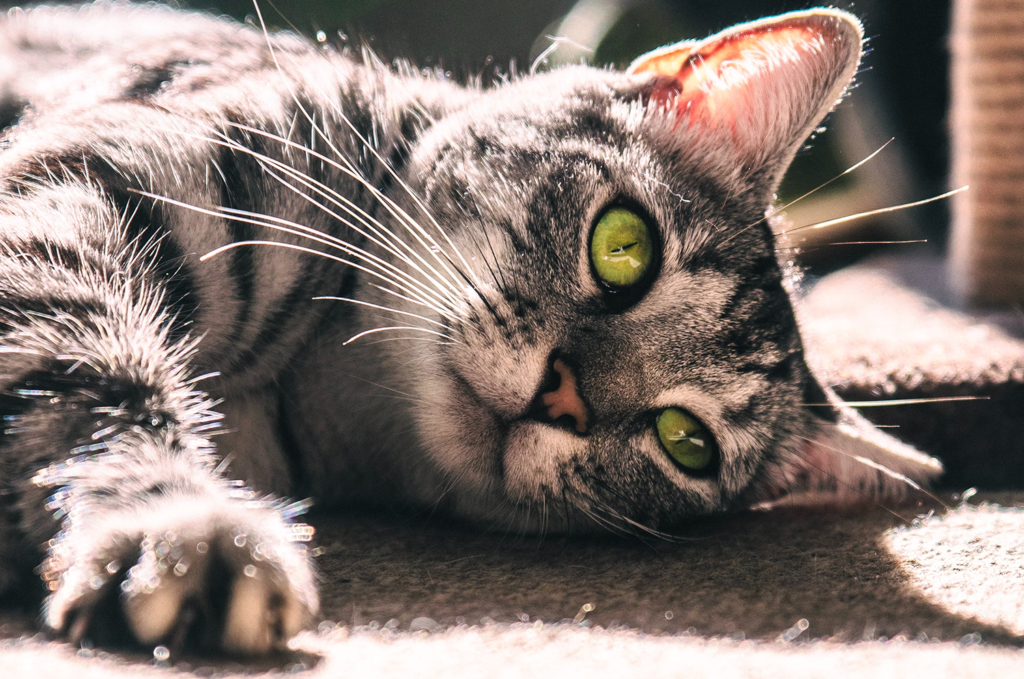 a gray cat with gorgeous green eyes gently scratching the carpet