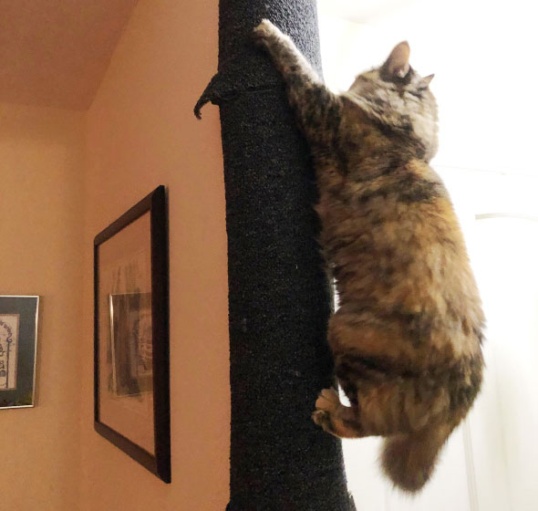 an older cat climbing on Kiwi's climber, a cat wall climber and scratching post