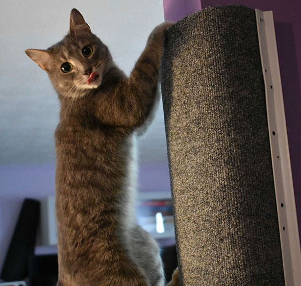 an adorable cat climbing on Kiwi's Climber, a unique cat wall climber and scratching post