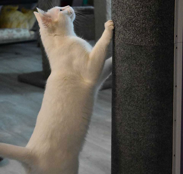 a beautiful white cat checking out Kiwi's climber, a modular floor-to-ceiling cat wall climber and scratching post