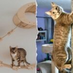Cat-Climbing-Wall-vs-Kiwis-Climber-1024x614