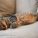 cat-lying-on-furniture-1024x681