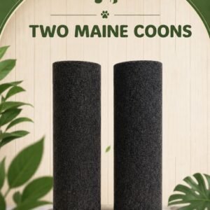 Two Maine Coons
